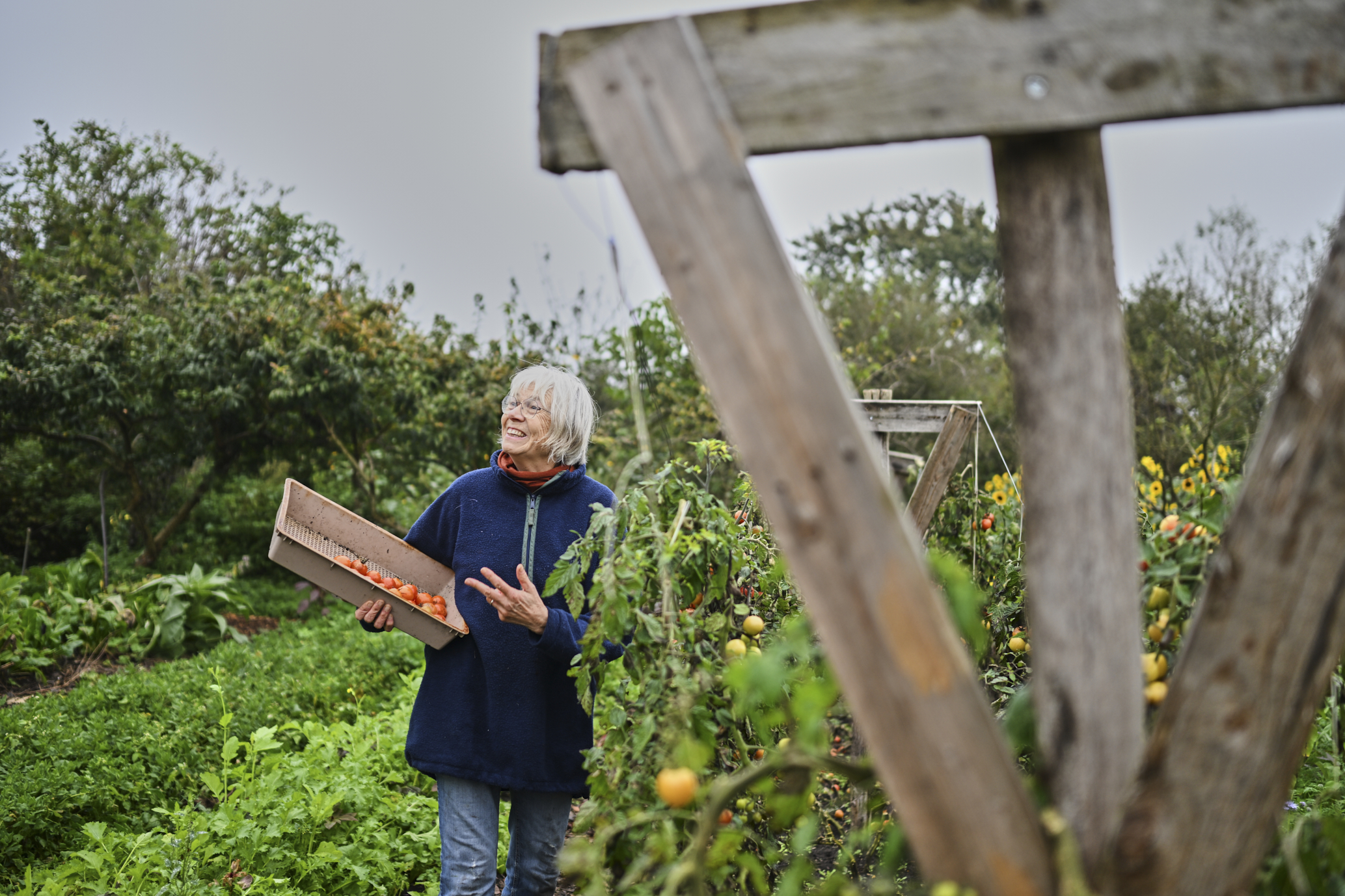 Tomatenpluk in de samentuin