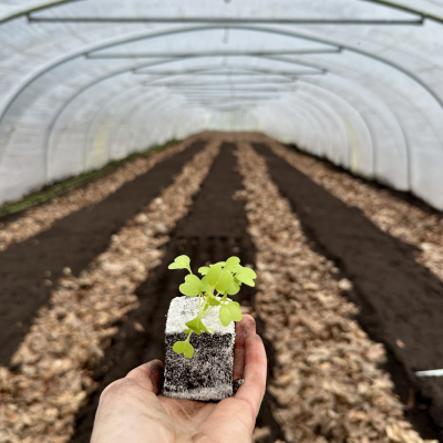 Het eerste plantje gaat in de grond. 